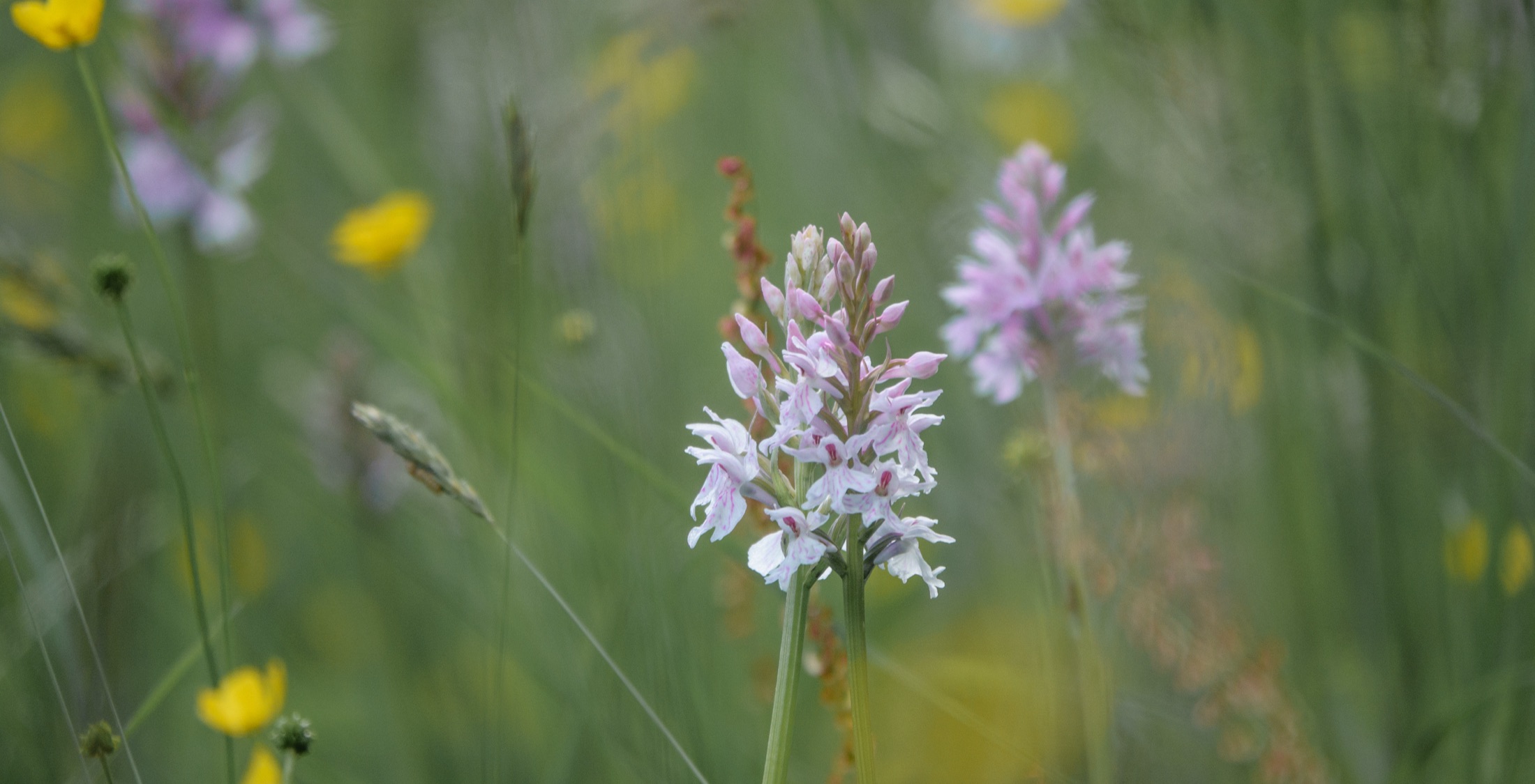 Wildblume auf einer Wiese als ruhiges Naturmotiv der Naturheilpraxis Evelyn Steppat